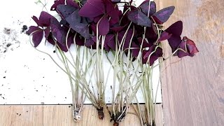 How to Divide and Propagate Oxalis Triangularis  Care Tips Purple Shamrock [upl. by Downs]