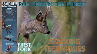 WILDLIFE PHOTOGRAPHY  Roe Deer in the forest  Ifootage Cobra 3 MONOPOD [upl. by Ramonda]