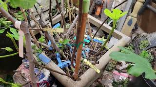 Taking leafed out figs outside in spring [upl. by Anilrac]