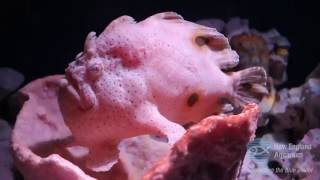 Ocellated Frogfish [upl. by Anyg]