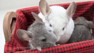 Basket of Chinchillas [upl. by Sonya]