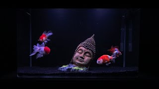 Gold Fish Tank How To Keep Gold Fish [upl. by Castorina]