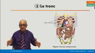 Anatomie générale  La région thoracoabdominale [upl. by Alyworth]