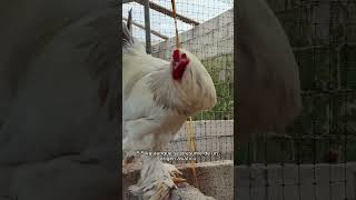 Cuales son las características de gallinas Brahma pollitos avicultura [upl. by Mokas]