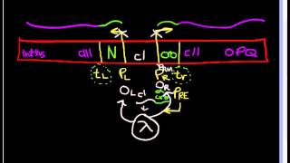 Lambda Phage part 2 Lytic vs Lysogenic quotdecisionquot [upl. by Trakas]