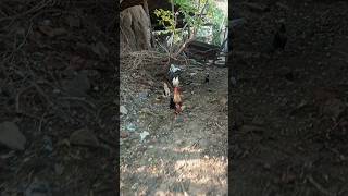 Adorable Rooster Crowing Loudly Amazing Rooster🐓 Crowing Sound birds Shorts cute viralvideo [upl. by Quintie]