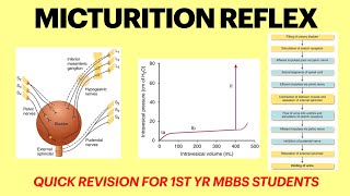 Micturition reflex  Renal physiology  Cystometrogram physiology  MBBS 1st yr physiology lecture [upl. by Gherlein]