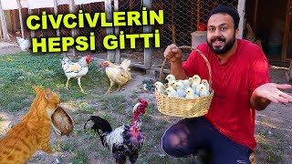 Kedi Bıldırcını Aldığı Gibi Gitti  Civcivlerin Hepsini Sattım  Yumurta Toplama  Çiftlik İşleri [upl. by Lori]