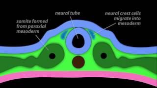 Neurulation [upl. by Buckingham350]