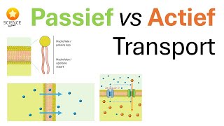 Stofuitwisseling Passief vs actief transport [upl. by Lamori562]