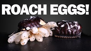 Timelapses of Cockroach Egg Cases Hatching [upl. by Hanah]