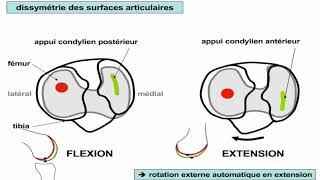 Ensemble fonctionnel du genou [upl. by Shaia]