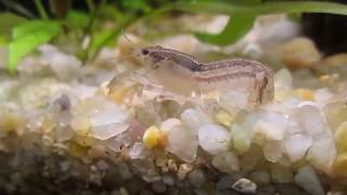 Cambarellus diminutus  Least Crayfish  In its finest colors [upl. by Holmes890]