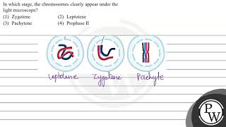 In which stage the chromosomes clearly appear under the light microscope 1 Zygotene 2 Lept [upl. by Celin11]