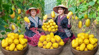 Harvesting Cantaloupes to Sell at the Market  Cooking  Daily Life  Bếp Trên Bản [upl. by Malca702]