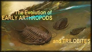 Evolution of early Arthropods [upl. by Iramat]