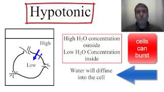 Osmosis Isotonic Hypotonic and Hypertonic [upl. by Palmira486]