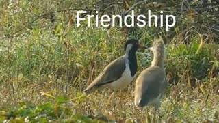 Friendship of the Redwattled Lapwing and Pond Heron A Unique Bond in Nature birds fun india [upl. by Yrad]