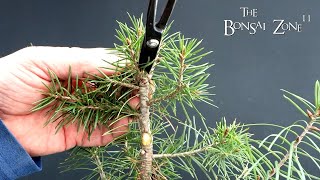 My Young Douglas Fir Plus Gifts The Bonsai Zone Jan 2024 [upl. by Constantina]