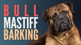 Bullmastiff Barking Sounds Effect High Quality The Ultimate Bullmastiff Bark Sound Effects [upl. by Erej209]