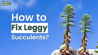 How to Fix Leggy Elongated Succulents  The Next Gardener [upl. by Aihppa]