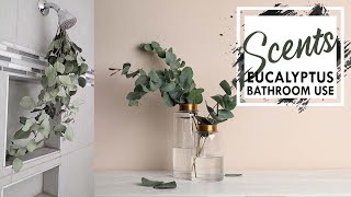 3 Eucalyptus Ideas to Try in the Bathroom  Purify the Air  Eucalyptus in the Shower [upl. by Nauqes]