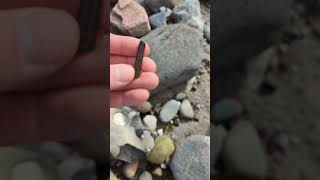 Beach find a pyritepreserved crinoid stem fossil on the shore fossil pyrite beachfossils [upl. by Odlanier]