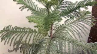 How to Grow Araucaria plant Norfolk Island Pine care and tips  Christmas Tree  care and tips [upl. by Takashi356]