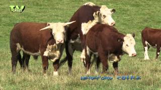 Hereford cattle  Veluwe  Grote grazers op de Posbank [upl. by Karly]