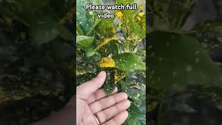 plants croton gardening newterrecegardening indoorplants hariduniya [upl. by Annais]