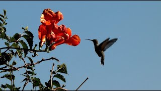 Blackchinned Hummingbird  Hovering and Feeding [upl. by Alverta794]