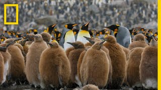 Go Inside an Antarctic City of 400000 King Penguins — Ep 4  Wildlife Resurrection Island [upl. by Llennahc]