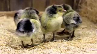 Silver Spangled Appenzeller Spitzhauben Chicks [upl. by Nhguav]