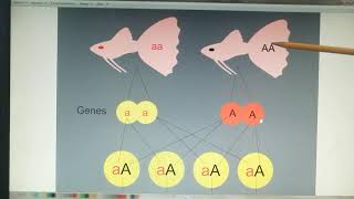 Genética de guppy Gen heterocigoto y homocigoto [upl. by Sihon659]