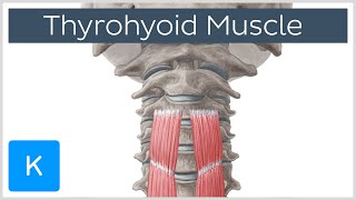 Thyrohyoid Muscle Origin and Insertion  Human Anatomy  Kenhub [upl. by Lucienne]