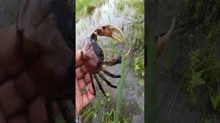 Fresh Water CRAB Catching in the beautiful flooding fields  crab fishing reels [upl. by Aitsirk414]