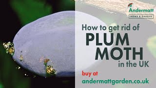 How to use a Plum Moth Trap [upl. by Gabbi]