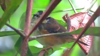 Imeri warbling antbird Hypocnemis flavescens tricolor Inirida  Guainia Inirida Birding [upl. by Cheria625]