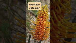 Grevillea excelsior [upl. by Frieder]