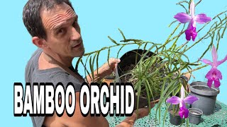 How to grow Bamboo Orchid  Arundina graminifolia Sunlight Propagation Fertilization [upl. by Dijam479]