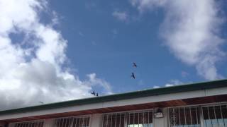 Costa Rica Lapas macaws Flying Overhead [upl. by Terhune689]