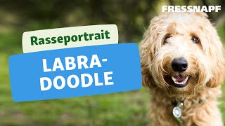 Rasseportrait Labradoodle [upl. by Hsiekal136]