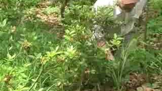 Rejuvenation Pruning of Deciduous Azaleas Part 1 of 3 [upl. by Karlene]