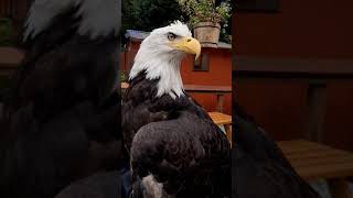 Spirit Bald Eagle at the Alaska Raptor Center [upl. by Etaner]