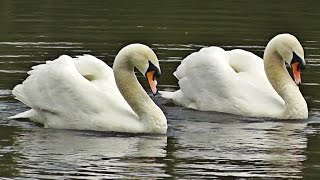 Swans Dancing  Mating Dance or Rotation Display [upl. by Johny186]