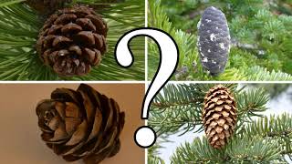 HOW TO DISTINGUISH BETWEEN PINE SPRUCE FIR and LARCH  CONIFER ID [upl. by Torray]