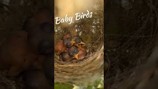 Baby birds🐦hatchling birds birdsounds shortstrending ytshorts [upl. by Leugimsiul]