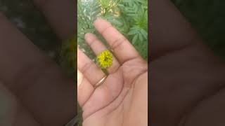 Ma mini flower garden 🌺🌻🌹🌷Buddysworldvlogs [upl. by Spancake]