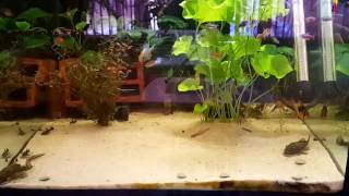 Freshwater aquarium fish  Bristlenose pleco  ancistrus sp [upl. by Nannerb]