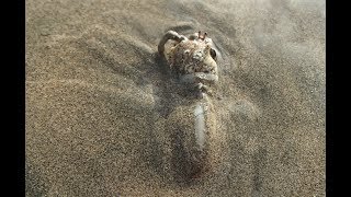 Carnivorous Snail Eats Hermit Crab Alive [upl. by Absalom488]